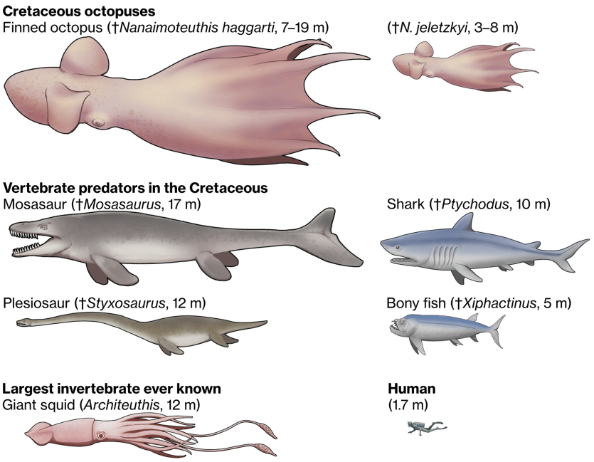 size-commparison-cretaceous-predators.png